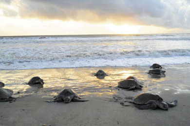 Observación de Tortugas (nocturno)