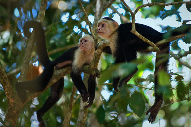 Manuel Antonio - Día 2