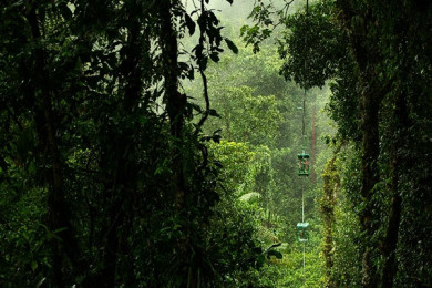 Aventura en el Bosque Lluvioso