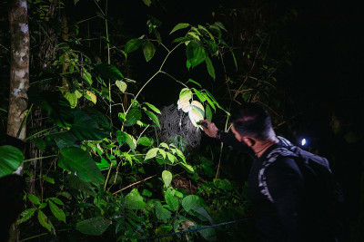 Caminata nocturna por el bosque primario